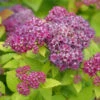 Double Play® Dolly™ Spirea 2 Double Play® Dolly™ Spirea -Green Haven Shop Verycloseviewoflightpurplepinkflowers yythkg
