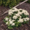 Lil Ditty® Dwarf Viburnum -Green Haven Shop Viburnum Lil Ditty 1 P