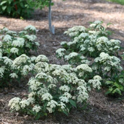 Lil Ditty® Dwarf Viburnum -Green Haven Shop Viburnum Lil Ditty 3 P