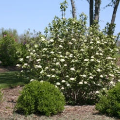 Red Balloon® Lantanaphyllum Viburnum -Green Haven Shop Viburnum Red Balloon 2