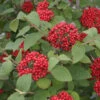 Red Balloon® Lantanaphyllum Viburnum -Green Haven Shop Viburnum Red Balloon 3