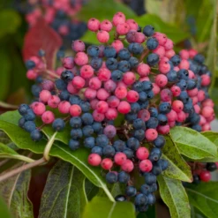 Brandywine™ Witherod Viburnum -Green Haven Shop ViburnumBrandywineIMG 0212 800x800 ff3c145