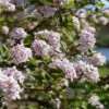 Spice Girl® Koreanspice Viburnum -Green Haven Shop ViburnumcarlesiiSpiceGirlP1075139SQ