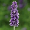 'Vintro Blue’ English Lavender -Green Haven Shop VintroBlueLavender