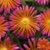 Ocean Sunset™ Orange Glow Ice Plant -Green Haven Shop WEB 186147