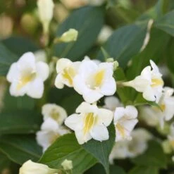 Czechmark Sunny Side Up® Weigela -Green Haven Shop Weigela Czechmark Sunny Side Up 2 P sw