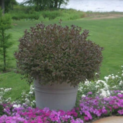 Very Fine Wine™ Weigela 11 Very Fine Wine™ Weigela -Green Haven Shop Weigela Fine Wine 3