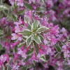My Monet Purple Effect® Weigela 2 My Monet Purple Effect® Weigela -Green Haven Shop Weigela My Monet Purple Effect 1 P