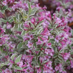 My Monet Purple Effect® Weigela -Green Haven Shop Weigela My Monet Purple Effect 3 P
