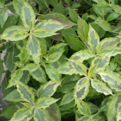 My Monet® 'Sunset' Weigela -Green Haven Shop Weigela My Monet Sunset 2