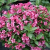 Snippet® Dark Pink Weigela -Green Haven Shop Weigela Snippet Dark Pink 1 P