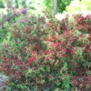 Sonic Bloom® Red Weigela -Green Haven Shop Weigela Sonic Bloom Red 1 P