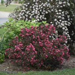 Wine & Roses Weigela -Green Haven Shop Weigela Wine Roses 1