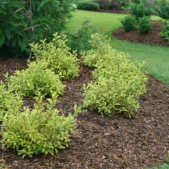 Bubbly Wine™ Weigela -Green Haven Shop WeigelaBubblyWineDSC04588 800x800 fef1585