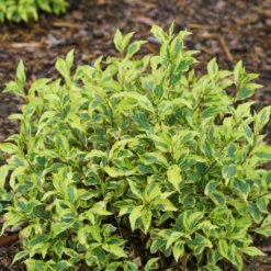 Bubbly Wine™ Weigela -Green Haven Shop WeigelaBubblyWineDSC04593 1080x1080 2749f04
