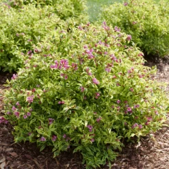 Bubbly Wine™ Weigela -Green Haven Shop WeigelaBubblyWineP1184122 1080x1080 de52f29