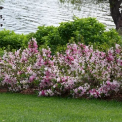 Czechmark Trilogy® Weigela -Green Haven Shop WeigelaCzechmarkTrilogyP1060922 800x800 2a9d56d