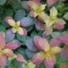 Midnight Sun™ Weigela 1 Midnight Sun™ Weigela -Green Haven Shop WeigelaMidnightSunP1093797 1080x1080 33ae4e4
