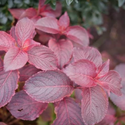 Midnight Sun™ Weigela -Green Haven Shop WeigelaMidnightSunP1117997 1080x1080 d3163c7