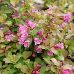 Midnight Sun™ Weigela -Green Haven Shop WeigelaMidnightSunP1184011 800x800 af8f5c9