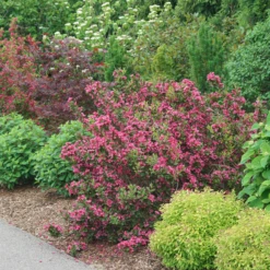 Sonic Bloom Punch™ Weigela -Green Haven Shop WeigelaSonicBloomPunchDSC06419 800x800 6296f1c