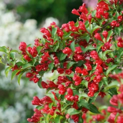 Sonic Bloom® Red Weigela -Green Haven Shop WeigelaSonicBloomRedDSC01971 800x800 7cb4b78