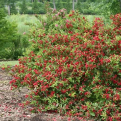 Sonic Bloom® Red Weigela -Green Haven Shop WeigelaSonicBloomRedIMG 9370 800x800 5a01884