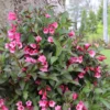 Sonic Bloom Wine™ Weigela -Green Haven Shop WeigelaSonicBloomWineIMG 4242 1080x1080 ef83019