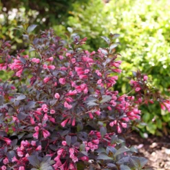 Very Fine Wine™ Weigela 12 Very Fine Wine™ Weigela -Green Haven Shop WeigelaVeryFineWineP1162632 800x800 7a32969