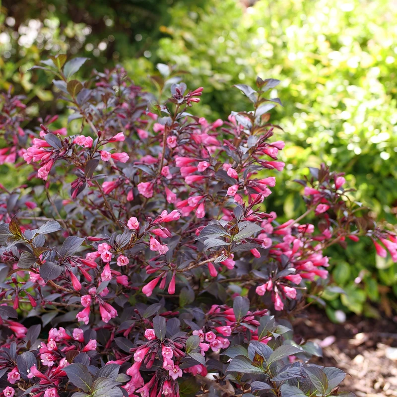 Very Fine Wine™ Weigela 7 Very Fine Wine™ Weigela - Image 5