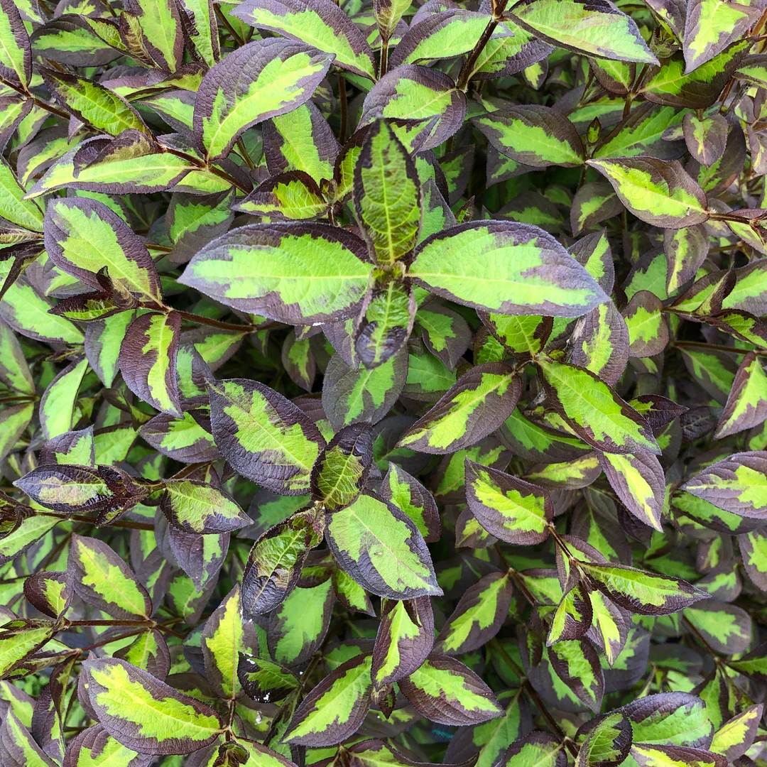 Vinho Verde® Weigela 6 Vinho Verde® Weigela - Image 4