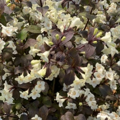 Wine & Spirits™ Weigela 8 Wine & Spirits™ Weigela -Green Haven Shop WeigelaWineSpiritsIMG 7142 1080x1080 8ecb085