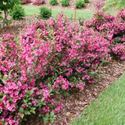 Sonic Bloom Punch™ Weigela -Green Haven Shop Weigela Sonic Bloom Punch P1214256