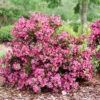 Sonic Bloom Punch™ Weigela -Green Haven Shop Weigela Sonic Bloom Punch P1214263