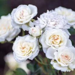 White Drift® Rose -Green Haven Shop WhiteDrift Rose 3