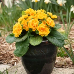 Bouquet Perfect™ 'Mandarin' Primrose -Green Haven Shop a20290eaa51c635a80390eab2148cd2e