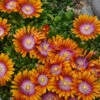 Fire Spinner® Ice Plant -Green Haven Shop a4c83f2c6e52d6d27d9fc2c4405feb19