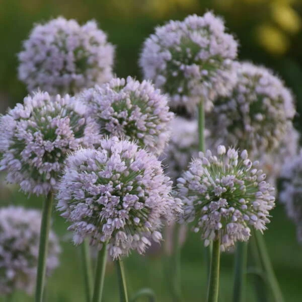 'Bobblehead' Allium 3 'Bobblehead' Allium