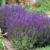 'May Night' Salvia -Green Haven Shop a9ac7a6c44b1d5090ae458700c1d2653