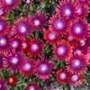 Kaleidoscope™ 'Razzle Dazzle' Ice Plant 1 Kaleidoscope™ 'Razzle Dazzle' Ice Plant -Green Haven Shop ab9f8d4fa0a4d8a31f5570bddb964d2d