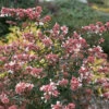 Ruby Anniversary® Abelia