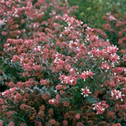 Ruby Anniversary® Abelia -Green Haven Shop abelia ruby anniversary 4 P