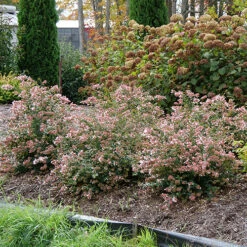 Ruby Anniversary® Abelia -Green Haven Shop abelia ruby anniversary 5 P