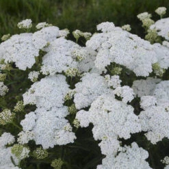 'Firefly Diamond' Yarrow -Green Haven Shop achillea firefly diamond yarrow 2 sw