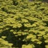 'Firefly Sunshine' Yarrow 1 'Firefly Sunshine' Yarrow -Green Haven Shop achillea firefly sunshine yarrow 1 sw