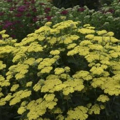 'Firefly Sunshine' Yarrow -Green Haven Shop achillea firefly sunshine yarrow 2 sw