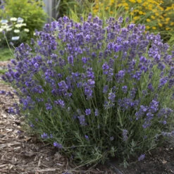 'Hidcote' Lavender -Green Haven Shop ad777dfe720023c87b88b7911572cb2f
