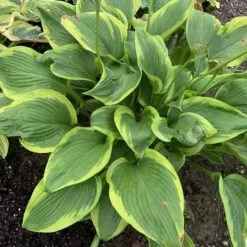 Shadowland® 'Lone Star' Hosta -Green Haven Shop adf534505a6fa203ffe8e4351850b130