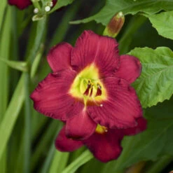 'Pardon Me' Daylily -Green Haven Shop aec67857338f32b0b78ea7cd5cb76e30