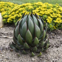 Mad About Mangave® 'Praying Hands' Mangave -Green Haven Shop afbb6542cb79ae203ddfc72e4d86b703